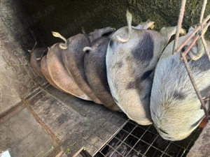 Porci de vânzare de mai multe categorii  - imagine 4