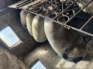 Porci de vânzare de mai multe categorii 