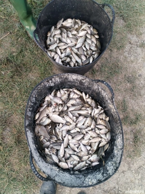 de vânzare caras puiet consum