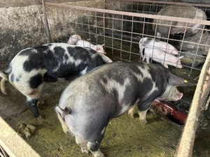 Porci de vânzare de mai multe categorii  - imagine 5