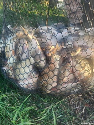 de vânzare caras puiet consum - imagine 2