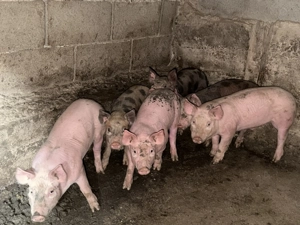 Vand purcei rasa petrean - imagine 5