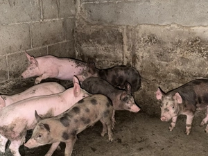 Vand purcei rasa petrean - imagine 4