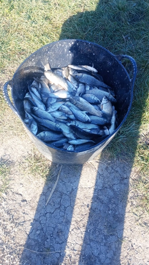 de vânzare caras puiet consum - imagine 4