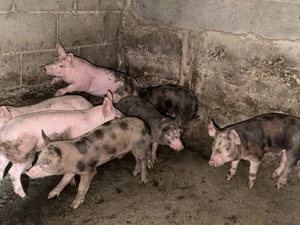 Vand purcei rasa petrean - imagine 3