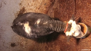 schimb junicuță  albastru Belgian  - imagine 2