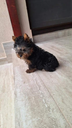 Yorkshire Terrier Toy de rasa pura cu vaccin și deparazitați și carnet.  - imagine 2