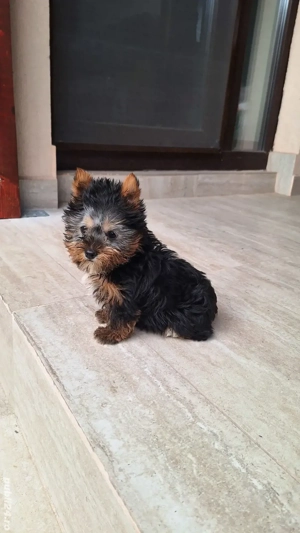 Yorkshire Terrier Toy de rasa pura cu vaccin și deparazitați și carnet.  - imagine 3
