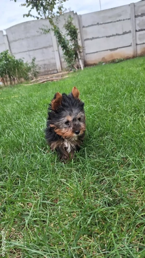 Yorkshire Terrier Toy de rasa pura cu vaccin și deparazitați și carnet. 