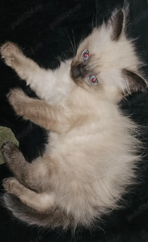 Pisica birmaneza - imagine 3