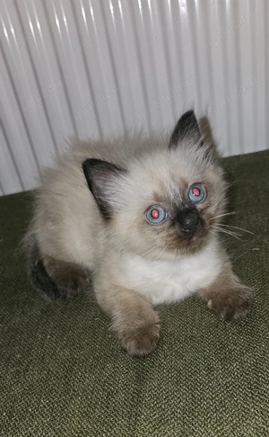 Pisica birmaneza - imagine 2