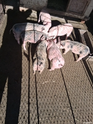 purcei rasă de carne