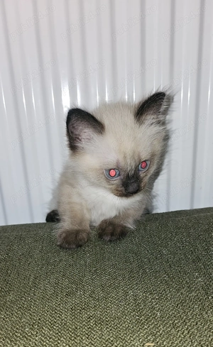 Pisica birmaneza - imagine 4