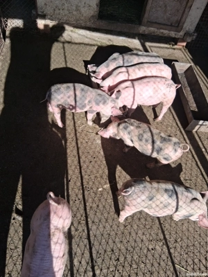 vând purcei de rasă 