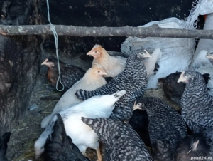 Puicuțe rasă de oua 