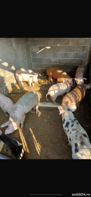 Porci de carne bio - imagine 4