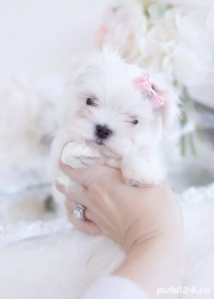 pui bichon maltese talie mini toy  - imagine 3