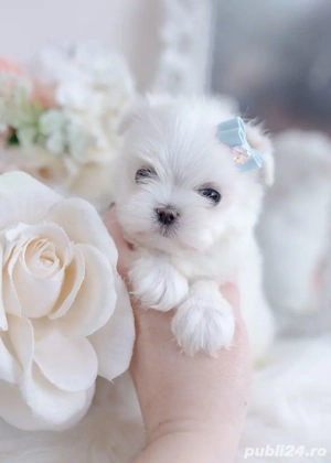 pui bichon maltese talie mini toy  - imagine 5