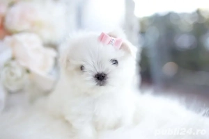 pui bichon maltese talie mini toy  - imagine 2