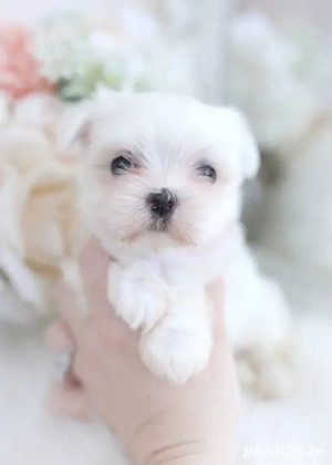 pui bichon maltese talie mini toy  - imagine 4