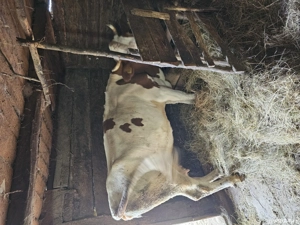 Vând vacă. - imagine 4