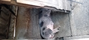 Porci si purcei  - imagine 3 Porci si purcei  - imagine 3