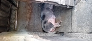 Porci si purcei  - imagine 4 Porci si purcei  - imagine 4