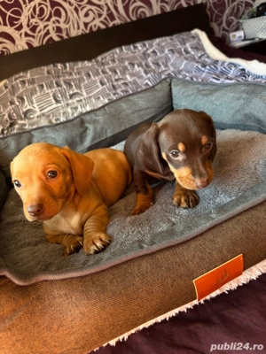 Teckel fetite si baieti  - imagine 5