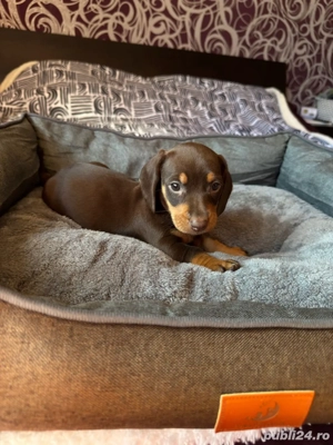 Teckel fetite si baieti 