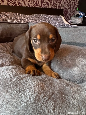 Teckel fetite si baieti  - imagine 4