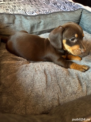 Teckel fetite si baieti  - imagine 2