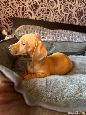 Teckel fetite si baieti  - imagine 3