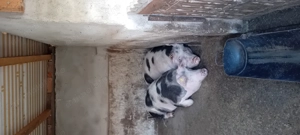 Porci si purcei  - imagine 5 Porci si purcei  - imagine 5