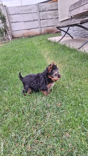 Yorkshire Terrier Toy de rasa pura cu vaccin și deparazitați și carnet.  - imagine 3