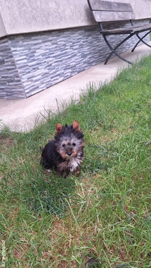 Yorkshire Terrier Toy de rasa pura cu vaccin și deparazitați și carnet.  - imagine 4