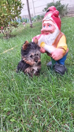 Yorkshire Terrier Toy de rasa pura cu vaccin și deparazitați și carnet.  - imagine 2