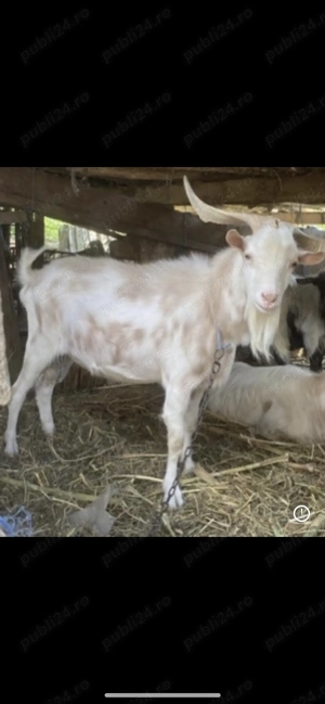 Vand 3 tapi buni de monta - imagine 4