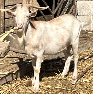 Vand 3 tapi buni de monta