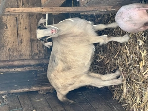 Vand 3 tapi buni de monta - imagine 2