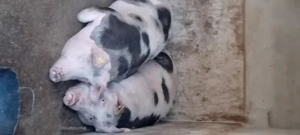 Porci si purcei  - imagine 2 Porci si purcei  - imagine 2