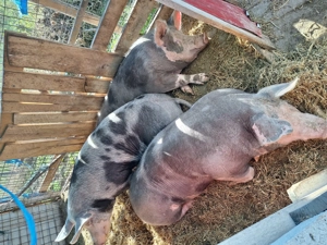 Porcii de Carne - imagine 2