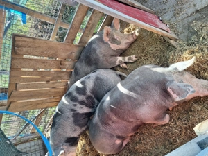 Porcii de Carne - imagine 4