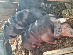 Porcii de Carne - imagine 3