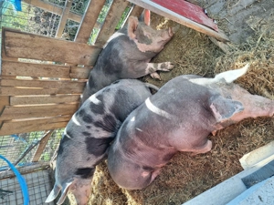 Porcii de Carne - imagine 5