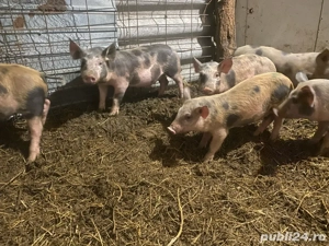 vand purcei  - imagine 3