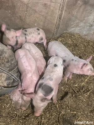 vand purcei  - imagine 5