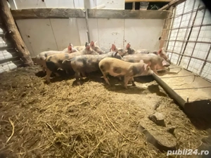 vand purcei  - imagine 2