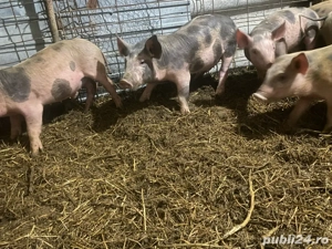 vand purcei  - imagine 4