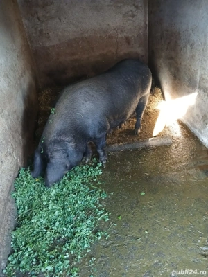 Vand porci bazna - imagine 4 Vand porci bazna - imagine 4