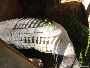 Vand porci bazna - imagine 3 Vand porci bazna - imagine 3